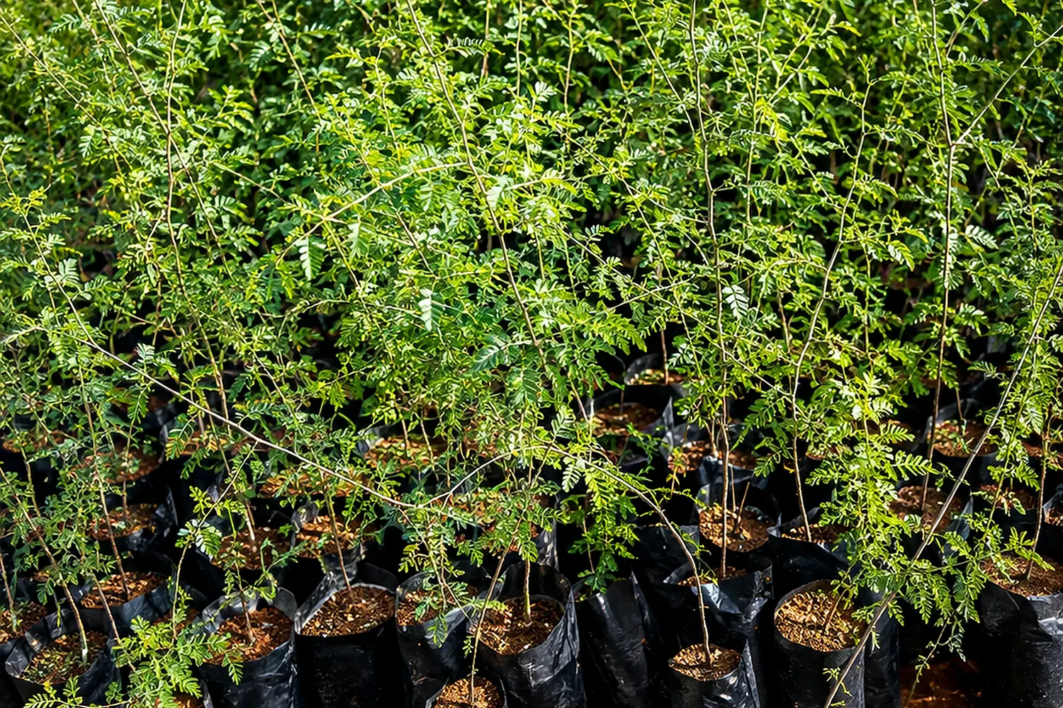 Native shrub propagation and reserve planting