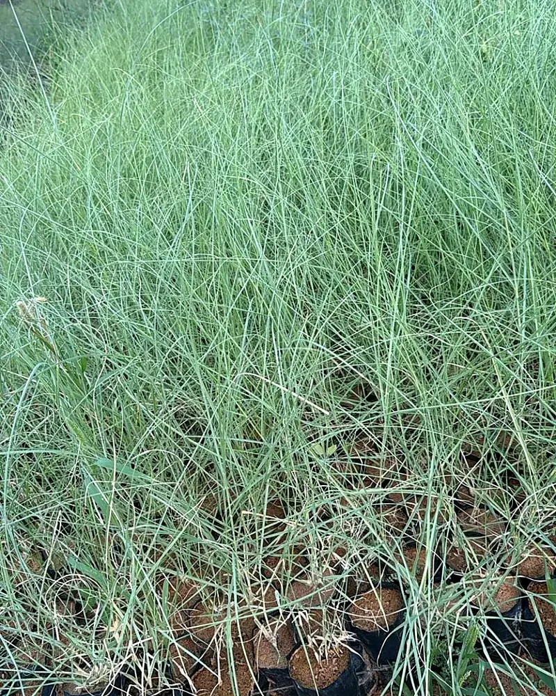 Native grass nursery stock