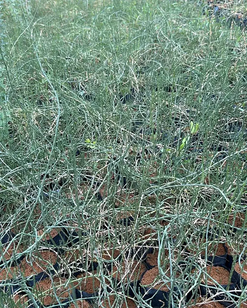 Rangeland shrub nursery stock