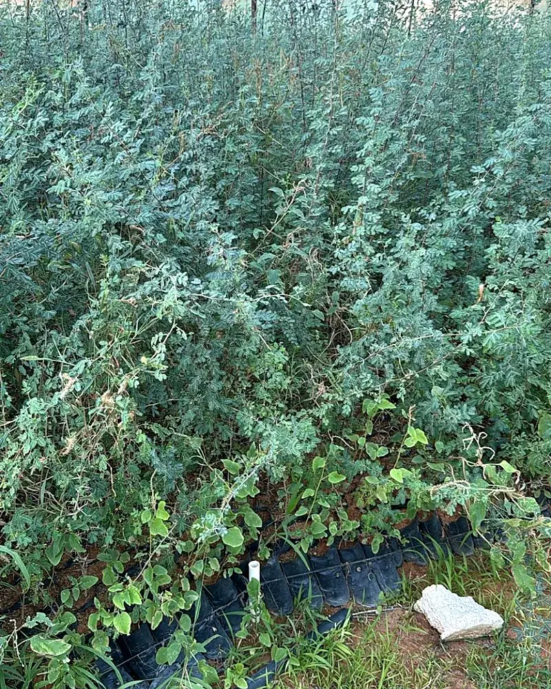 Protected propagation area