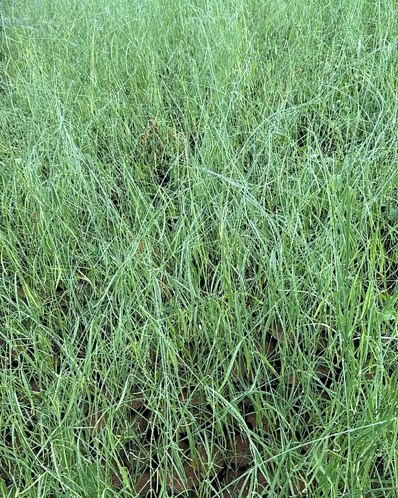 Grass production area