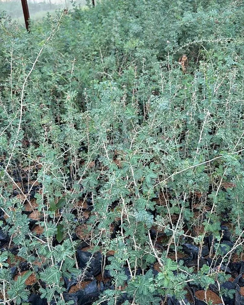 Wild shrub nursery stock