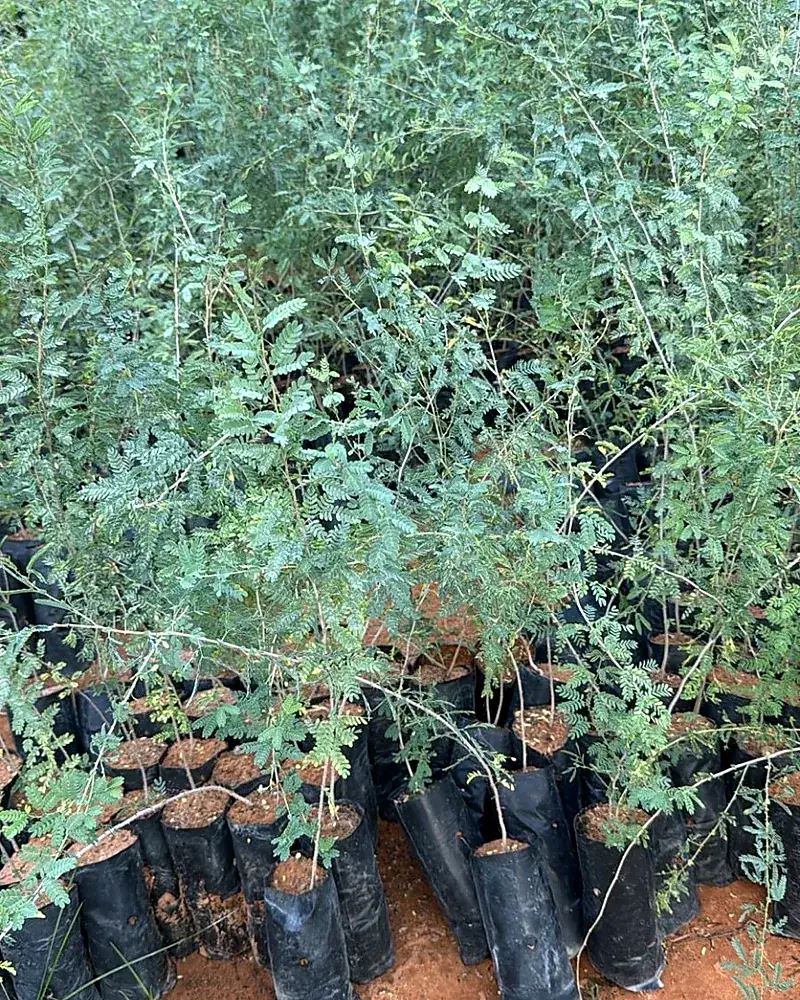 Shade-net nursery