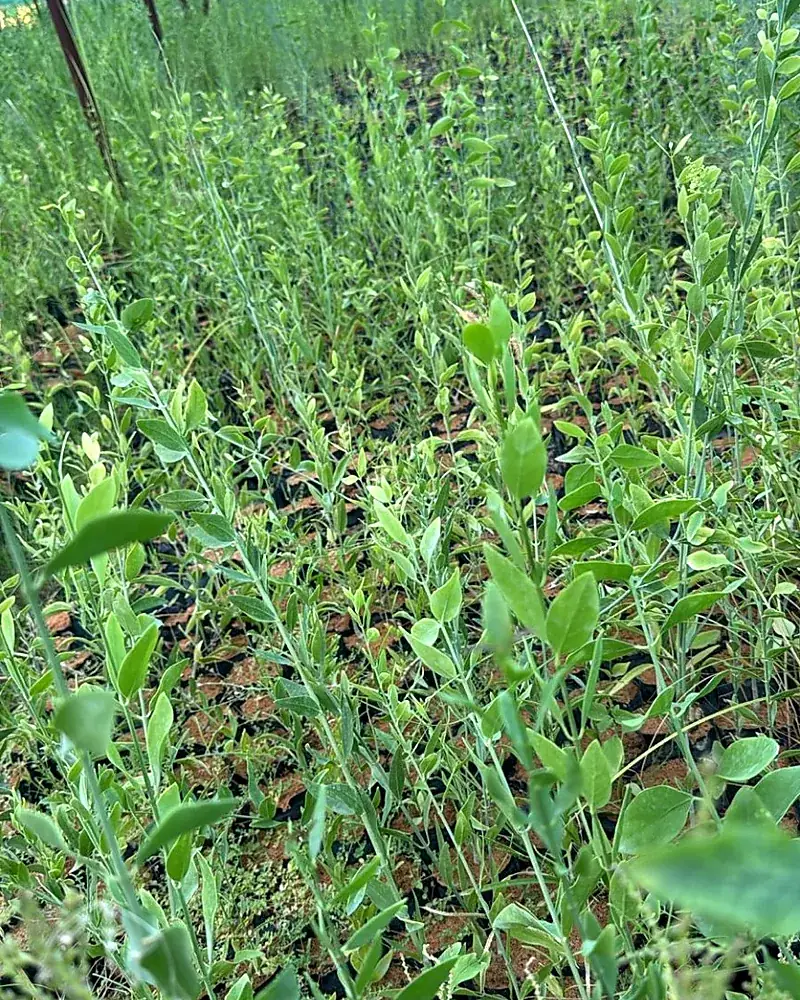 Young plant stock