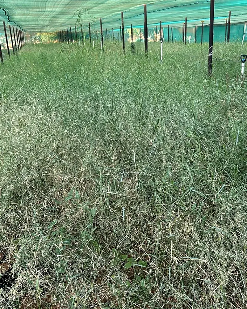 Desert grass stock