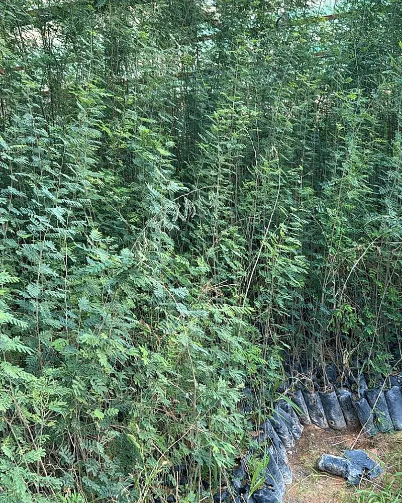 Xeric shrubs