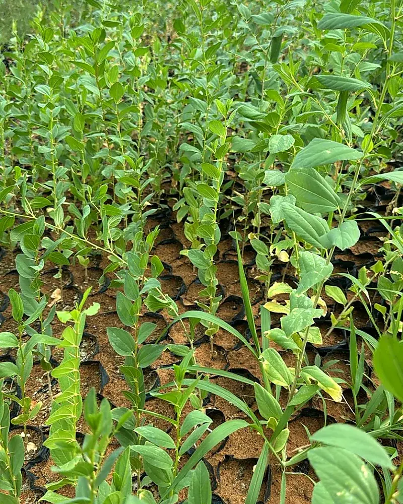 Dense propagation area