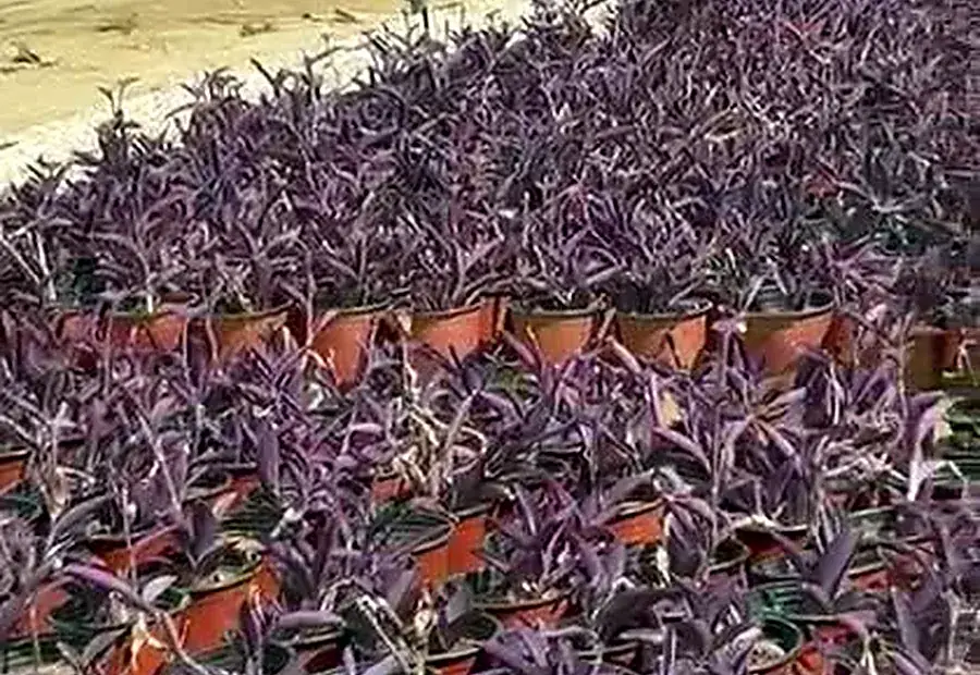 Ornamental foliage stock