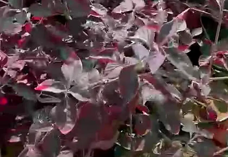 Colored foliage plants
